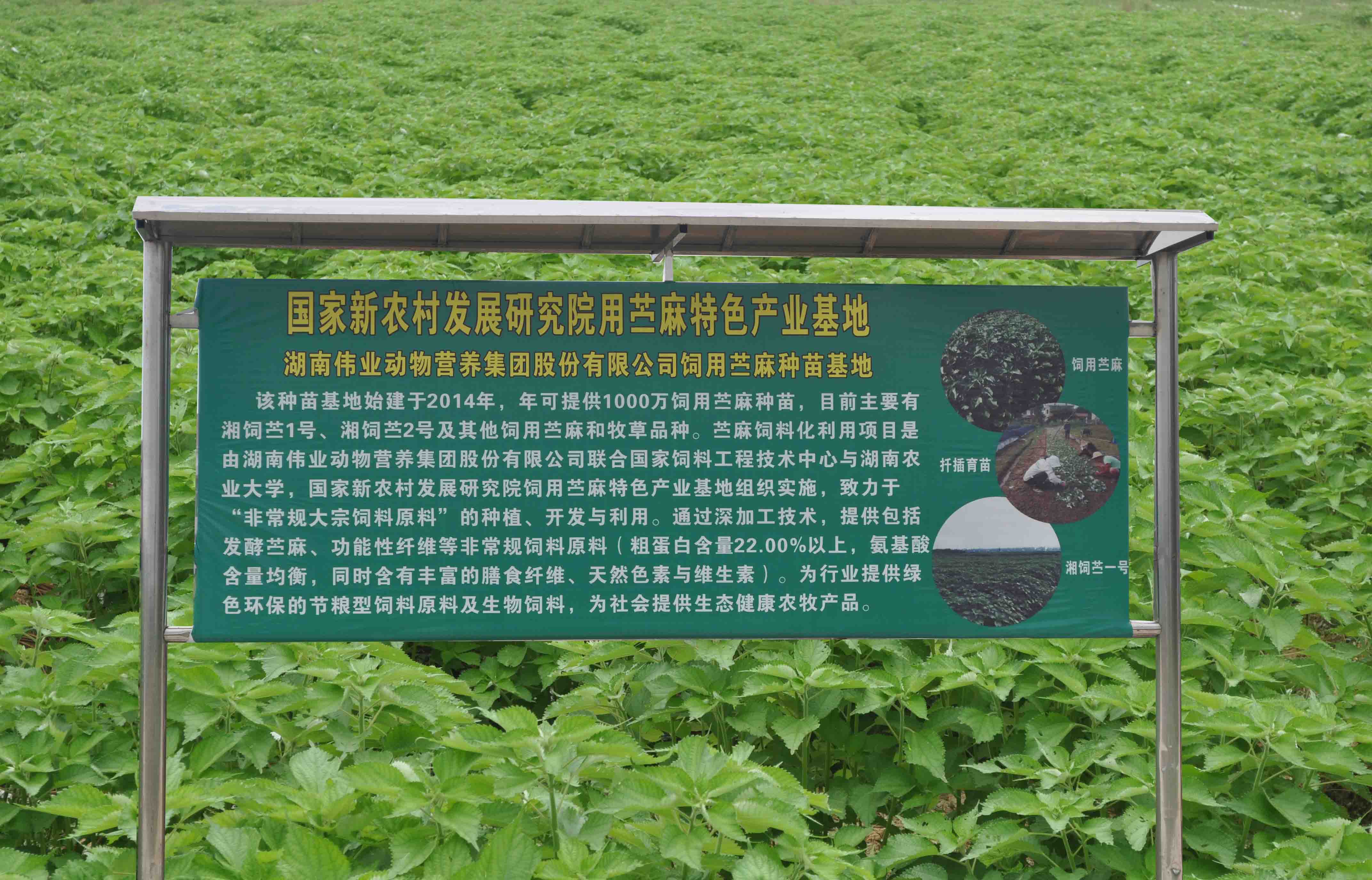 湖南偉業(yè)動物營養(yǎng)集團(tuán)股份有限公司,湖南動物營養(yǎng),斷奶特供,粒粒乳,營養(yǎng)奶片,濃縮人工乳