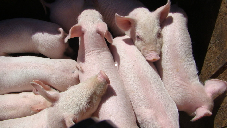 湖南偉業(yè)集團(tuán),偉業(yè)動物,豬場管理,非常規(guī)飼料原料開發(fā),飼料