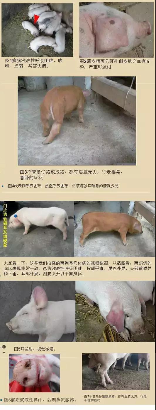 湖南偉業(yè)集團,偉業(yè)動物,豬場管理,非常規(guī)飼料原料開發(fā),飼料