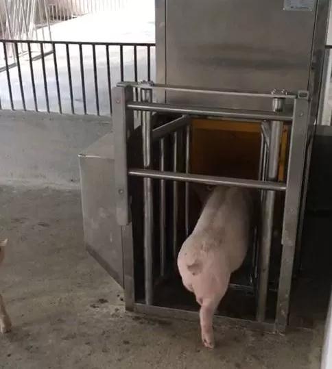 湖南偉業(yè)集團,偉業(yè)動物,豬場管理,非常規(guī)飼料原料開發(fā),飼料
