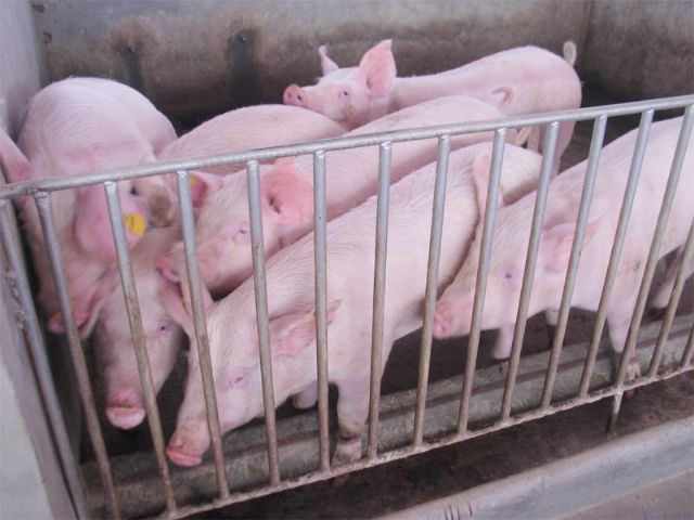 湖南偉業(yè)集團(tuán),偉業(yè)動物,豬場管理,非常規(guī)飼料原料開發(fā),飼料