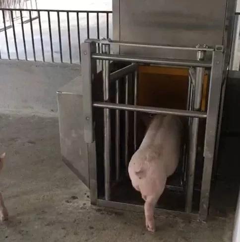 湖南偉業(yè)集團,偉業(yè)動物,豬場管理,非常規(guī)飼料原料開發(fā),飼料