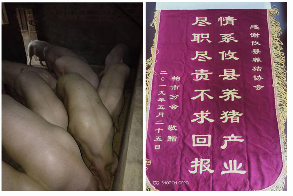 湖南偉業(yè)集團,偉業(yè)動物,豬場管理,非常規(guī)飼料原料開發(fā),飼料