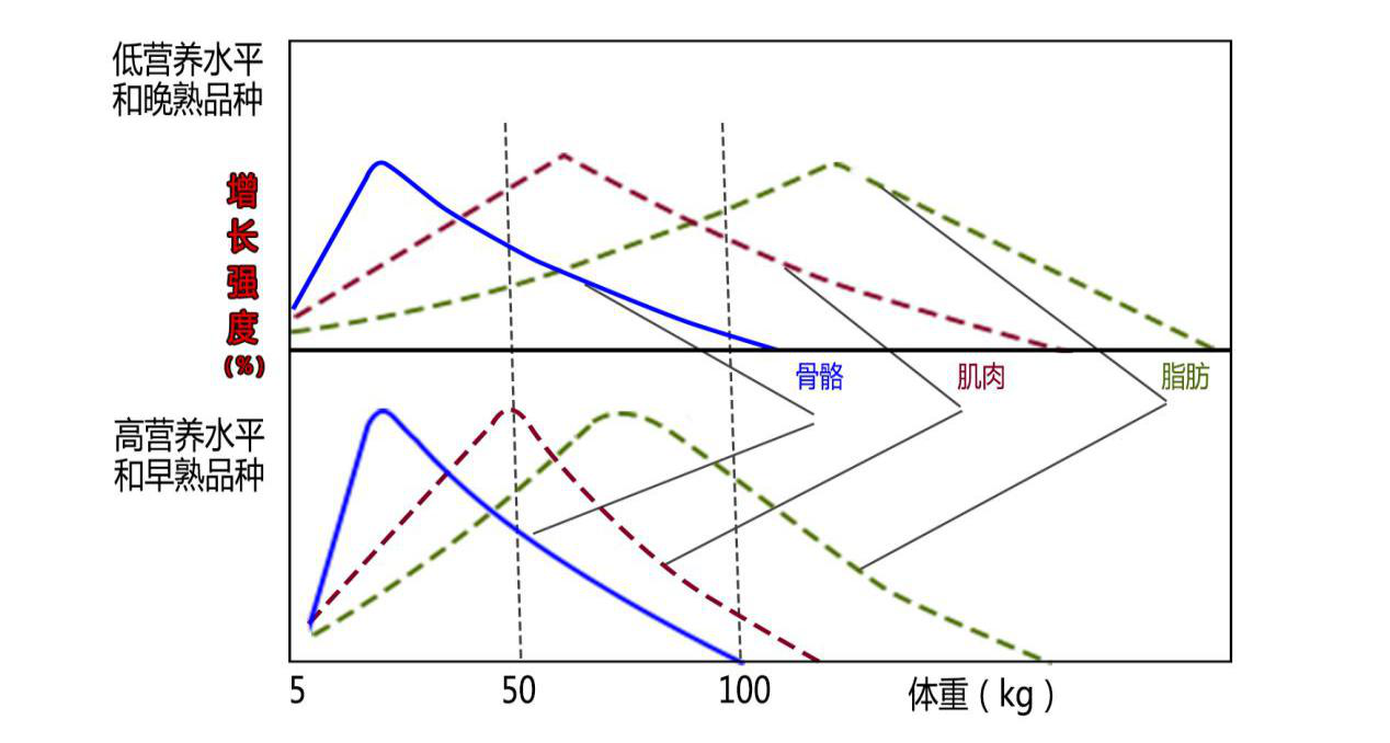 湖南偉業(yè)集團,偉業(yè)動物,豬場管理,非常規(guī)飼料原料開發(fā),飼料
